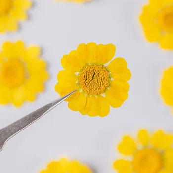 60pcs Pressitud Kuivatatud Chrysanthemum multicaul Lill Taimede Herbaarium Jaoks Epoksüvaik Ehteid Teha Meik Nail Art Käsitöö DIY
