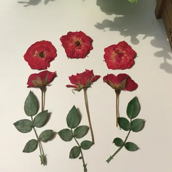 60pcs Pressitud Kuivatatud Punane Roos+Eos+Leaf Lill Taimede Herbaarium Ehted Postkaart Kutse-Kaardi Telefoni Juhul Järjehoidja DIY